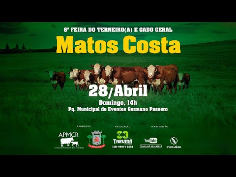 Leilão de Gado - Matos Costa, SC 28/04/2023 | Tarumã Remates