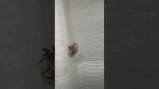 ニイニイゼミの幼虫が羽化する瞬間！