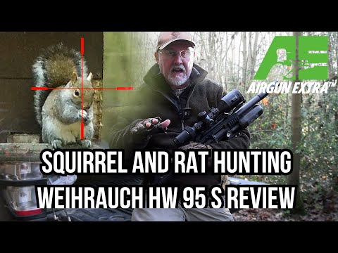 Airgun Extra | Day and night squirrel and rat hunting | Weihrauch HW95 airgun review
