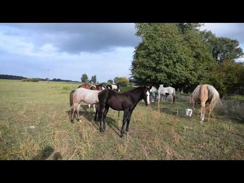 Buttertreehorses  "Silent Ivory"  Quarter Horse Stutfohlen