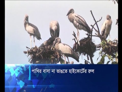 পাখির বাসা না ভাঙতে হাইকোর্টের রুল | ETV News