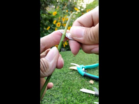 樹狀月季花哪裡買