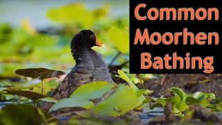 Close up of Common Moorhen Bathing - wildlife filming