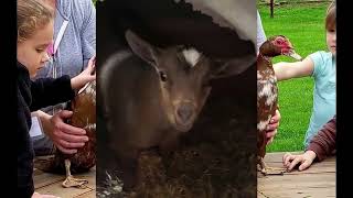 Hidden Acres rescue