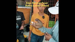 Download lagu Pigeon Test Spec Undercarriage Already Strat #shortvideo #shorts #pigeon #shortvideo mp3