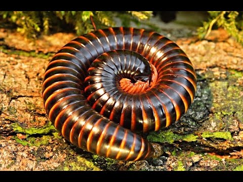 INDO365 - FLORAFAUNA - Giant Millipedes & Cannibalistic Mantises