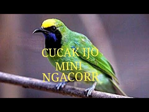 download lagu mp3 mp4 Suara Masteran Buat Cucak Ijo Mini, download lagu Suara Masteran Buat Cucak Ijo Mini gratis, unduh video klip Suara Masteran Buat Cucak Ijo Mini