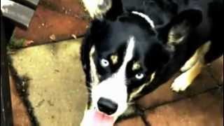 Ballad of the Blue eyed Dog.m4v