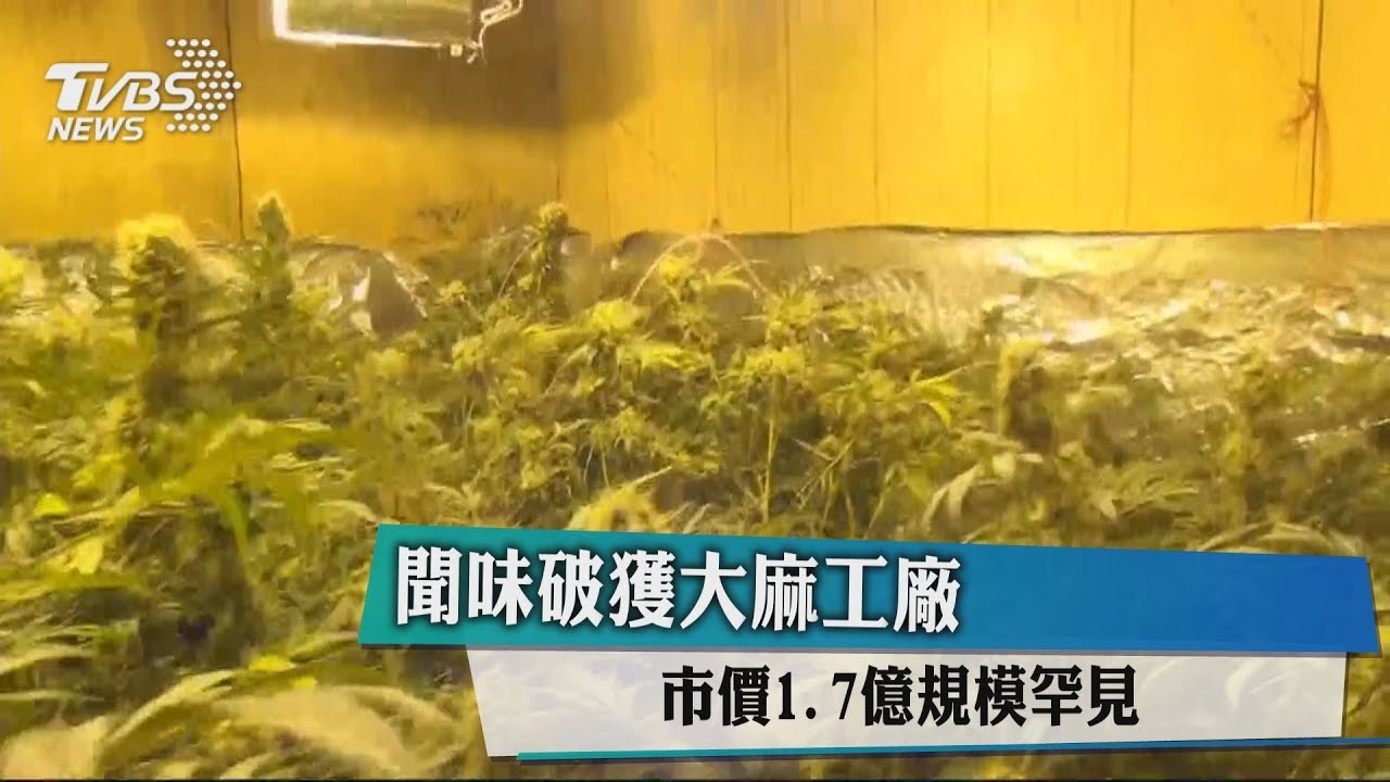 聞味破獲大麻工廠　市價1.7億規模罕見