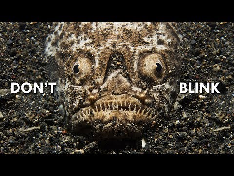 download lagu mp3 mp4 Stargazer Fish, download lagu Stargazer Fish gratis, unduh video klip Stargazer Fish