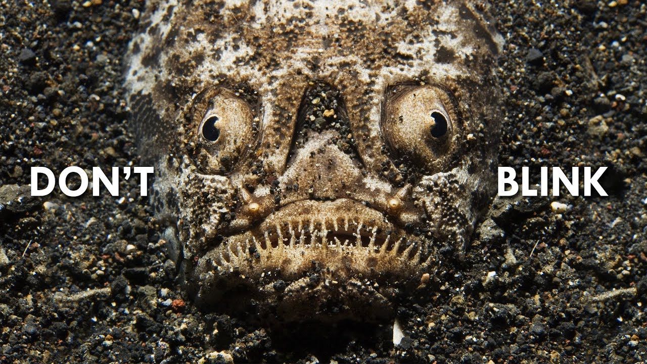 Stargazers: Nightmares of the Ocean Floor facade placeholder