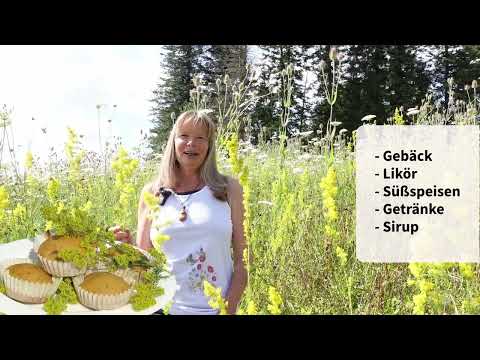 Echtes Labkraut (Galium verum)