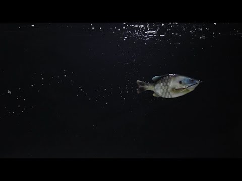 PowerBait Gill...