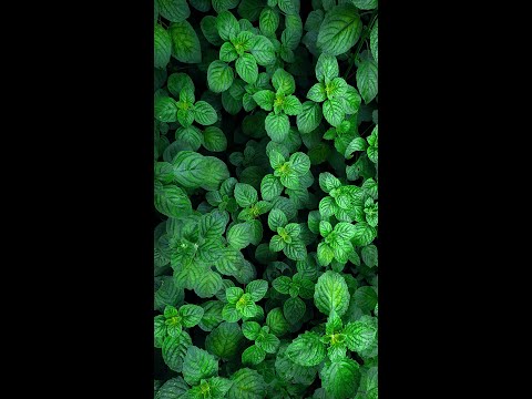 Natural pictures with flowers!