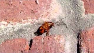 weiya ( serengeti beat ) - whitefield brothers