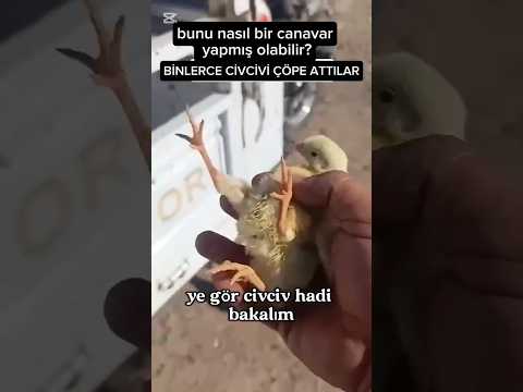 Binlerce civcivi canlı canlı çöpe atmışlar