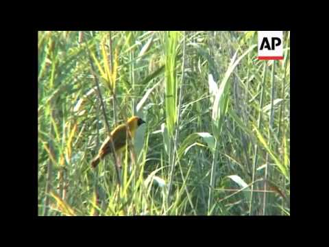 Bird watching in Limpopo Province, South Africa