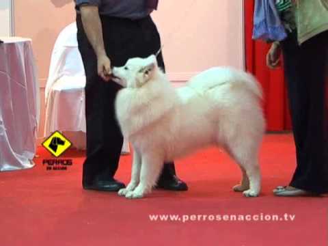 "Perros en acción" Programa Nº 148 Bloque 1