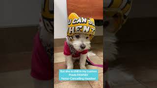 Emma in PAWNIX at her favorite Veterinarian
