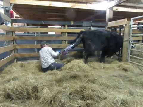 One Man Calf Pulling