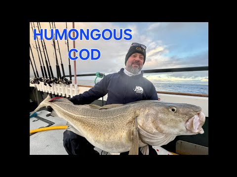 COD FISHING IN NORWAY at Sandland Brygge with a COD of monstrous proportions
