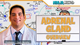 Endocrinology | Adrenal Gland Overview