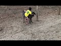 Artur tentando montar no maior cachorro do mundo