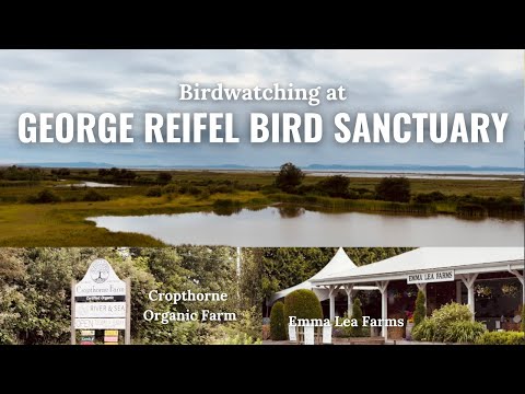 Birdwatching at George Reifel ~ plus a side trip to Cropthorne Organic Farm and Emma Lea Farms