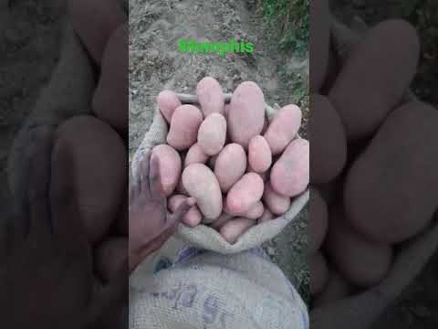 #Hzpc Memphis 🥔🥔 - लाल में सबसे ज्यादा पैदावार देने वाली किस्म है 💥💥