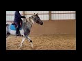 ADOPTED Bella Run Equine Sydney