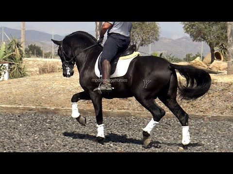 Black Andalusian PRE Stallion 2019 - 1,69 cm (#MP608)