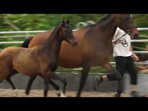 Grafengold von Lossow x C'est Bon  Hengstfohlen geb. März 2022