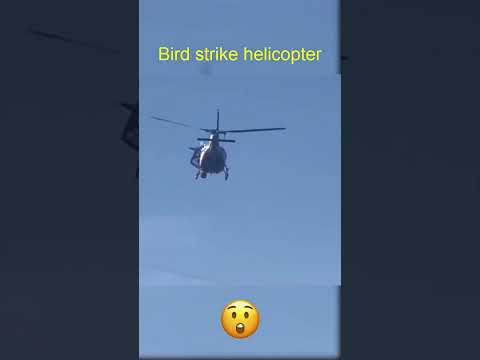 Bird strike helicopter