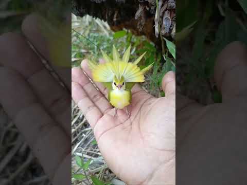 Isso é incrível!!! #fauna #biblia #vidaeterna #curiosidades #deus #aves #saúde #caminhosdosenhor