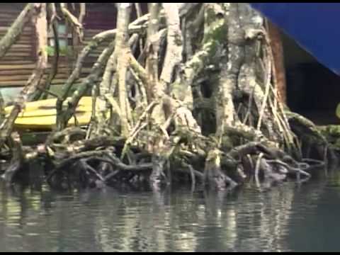 PASEO EN BOTE POR LAS COSTAS DE RIO SAN JUAN