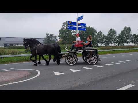 Stal Okkema's Falco & Falko pair of geldings - 2017 - 1.64m -