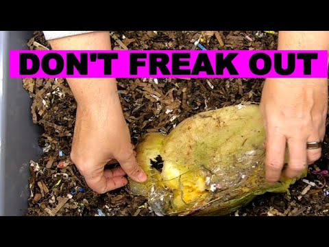 Worm Farm Bin 101- Some BUGS are your friends