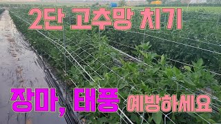 2단 고추망 치기로 장마, 태풍 예방하세요, 고추 농사 잘 짓는법!!