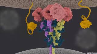 Using Structural Biology to Drive Pandemic Preparedness with Vessler Laboratory