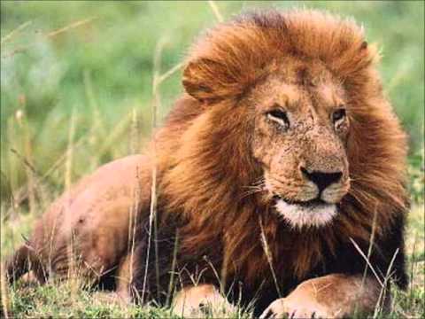 Animal nutrition chant