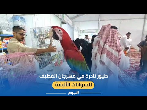 إقبال كبير على مهرجان القطيف للطيور والحيوانات الأليفة النادرة