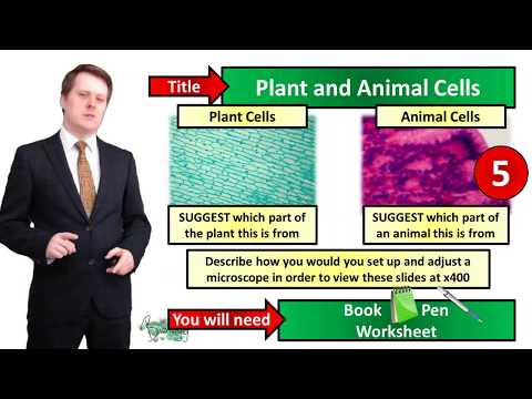 Animal and Plant Cells - Biology - Key Stage 3 - Mr Deeping