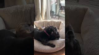 Video preview image #1 Boston Huahua Puppy For Sale in Westmont, IL, USA