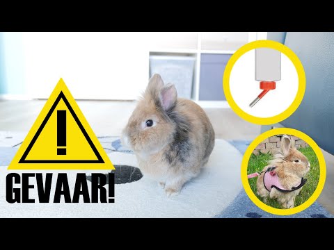 , title : '20 GEVAREN voor konijnen: situaties, voorwerpen en dieren die gevaarlijk kunnen zijn'