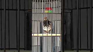 Download lagu Anis Kembang Ngriwik 100% Jantan #aniskembangngeplong #aniskembangngerol #birdshort mp3 Download lagu Anis Kembang Ngriwik 100% Jantan #aniskembangngeplong #aniskembangngerol #birdshort mp3