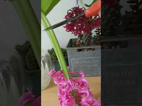 ガラスポットのヒヤシンス