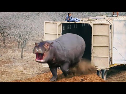 Most Emotional Moments When Animals Being Freed For The First Time!