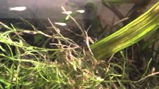 Cobra X Snake babies !