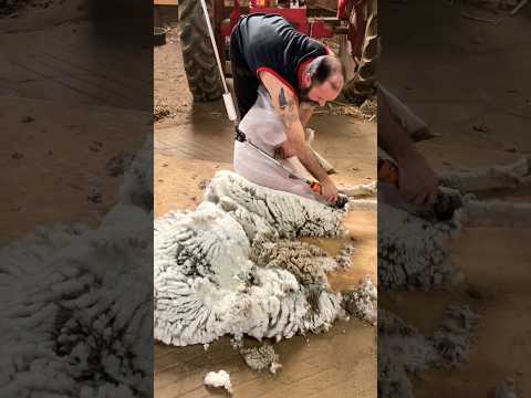 , title : 'Gentle Nice Shearing Sheep 🐑 (full video link in comments)'
