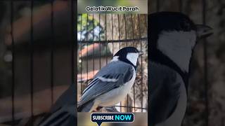 Download lagu Gelatik batu gacor parah abis #glatikbatu #glatikbatu #birds #birdsounds #cendrawasih #shortsvideo mp3 Download lagu Gelatik batu gacor parah abis #glatikbatu #glatikbatu #birds #birdsounds #cendrawasih #shortsvideo mp3